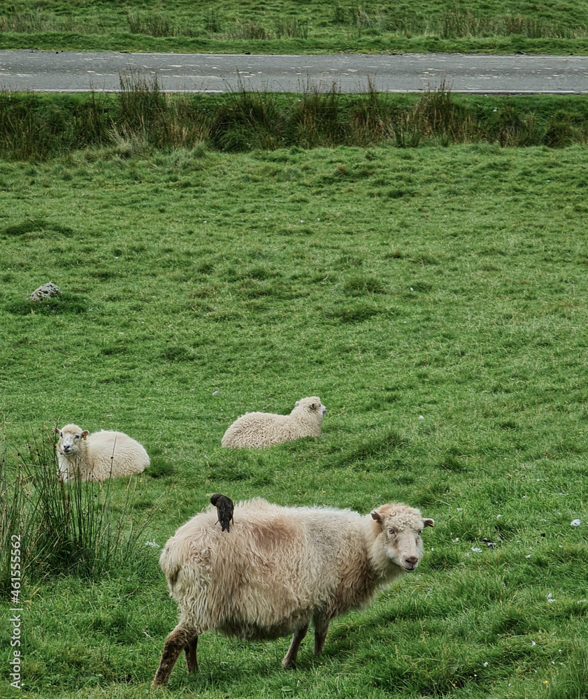 Fototapeta premium Faroe Islands - Amazing nature