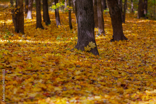 Autumn landscape - carpet of fallen maple leaves