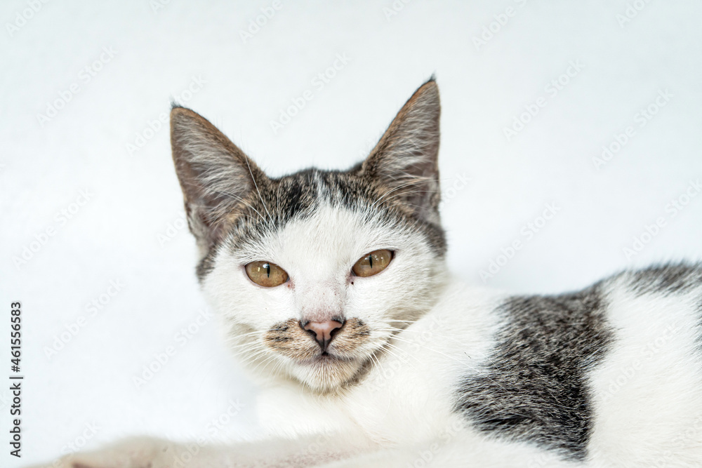 Fototapeta premium Six month old striped cat relaxing on a white background