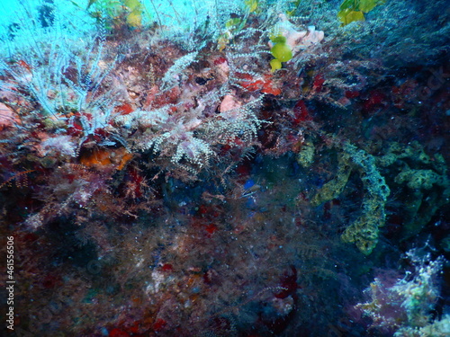 Coral Reef on Ana Cecilia shipwreck