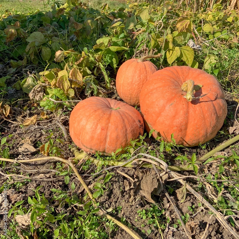 Fototapeta premium three pumpkins in the field 