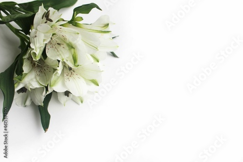 White flowers of alstroemeria, isolated on a white background. A delicate festive composition for a wedding, birthday, holiday. Background for a greeting card.