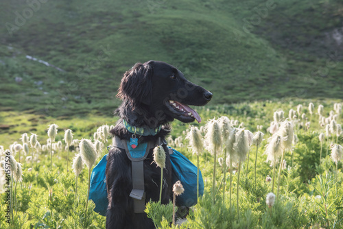 A dog with a backpack hiking in Glacier Peak Wilderness photo