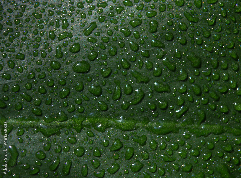 green leaf of a flower in drops of water. macro shot of a drop of water. leaf in morning ross close up
