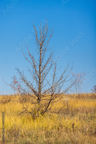 Autumn lonely prickly tree without leaves in an autumn October field.