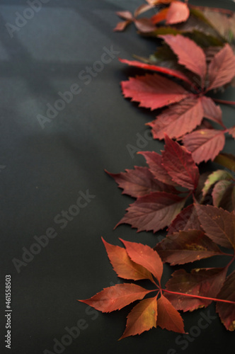 red autumn leaves on a dark background. shadow from the window. autumn background. autumn theme. black Friday 