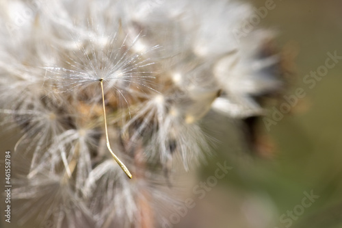 Macro shot of a white dandelion.