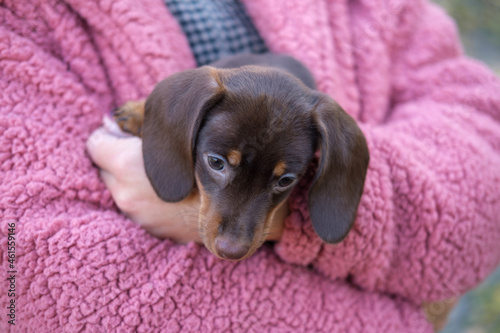 woman in pink fur coat holding dachshund puppy