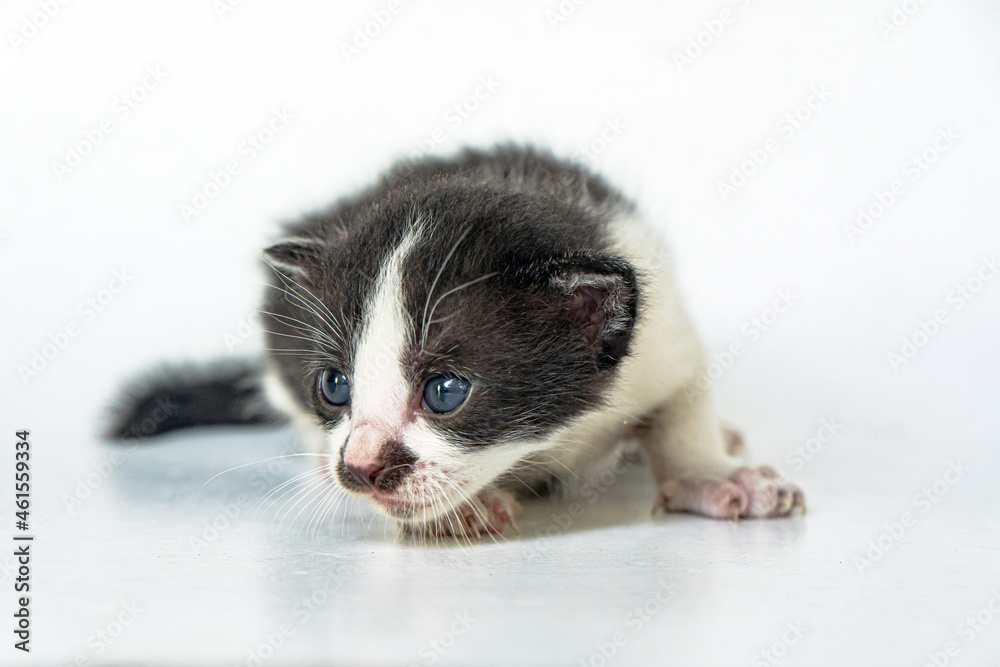 An Adorable Black-White Kitten in White Background