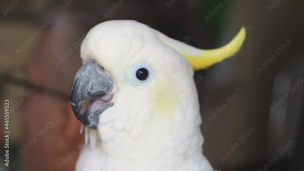 Close-up of the beak of a yellow-crested cockatoo indoors. The parrot is white with a yellow tuft. The parrot gnaws its paw and walks in different directions. Shallow depth of field. Close-up of the beak of a yellow-crested cockatoo indoors. The parrot is white with a yellow tuft. The parrot gnaws its paw and walks in different directions. Shallow depth of field.