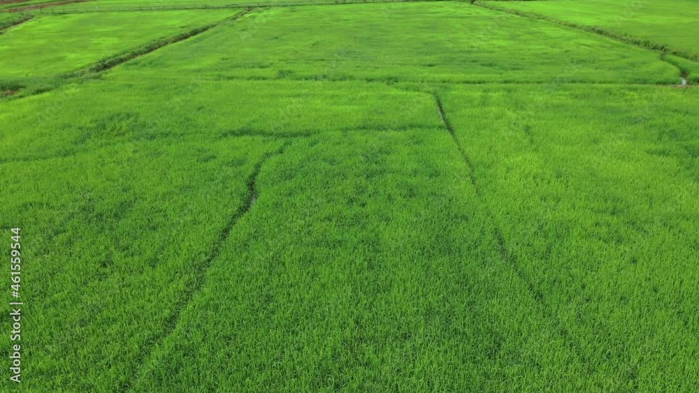 Aerial drone view of agriculture in rice fields for cultivation Aerial drone view of agriculture in rice fields for cultivation