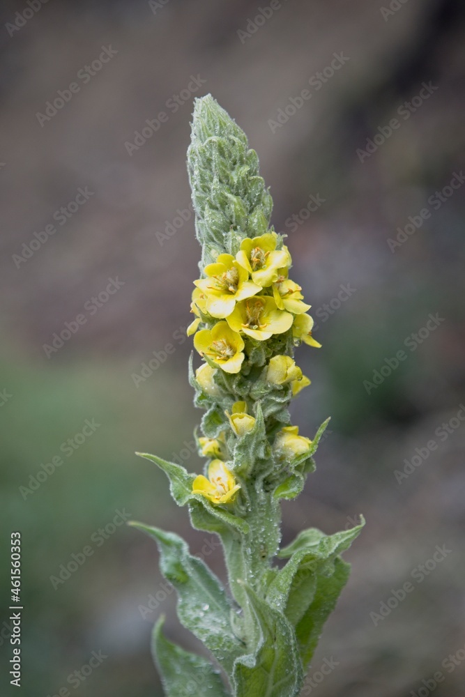 The flowers on the Mullein plant.