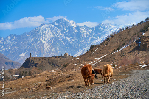 Cows in the mountains of Georgia. Animals graze along the road. Incredible mountain landscape in the background