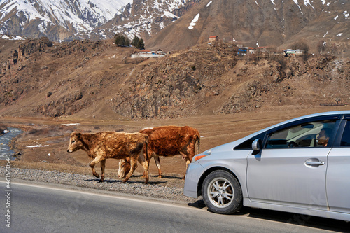 A herd of cows walks along the road. Against the background of snow-capped mountains. Village in Georgia © Kate