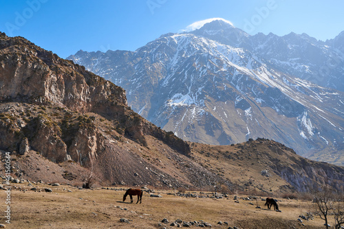 A horse without a team is walking in a meadow at the foot of the snow-capped mountains. Early spring the horse grazes in the mountains
