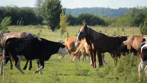 Herd of cows and horses in the pasture. Warm sunny weather