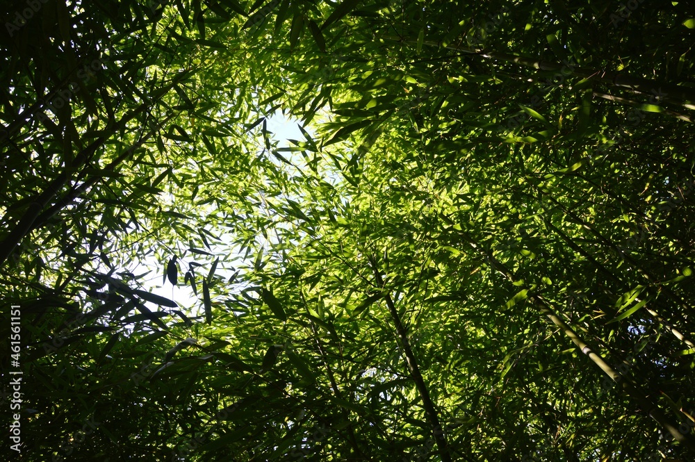 Upward view of dense green foliage of bamboo forest of Phyllostachys genus, early autumn daylight sun, clear skies above. Upward view of dense green foliage of bamboo forest of Phyllostachys genus, early autumn daylight sun, clear skies above.