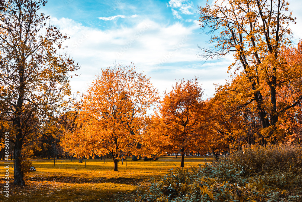 Autumn trees in the park