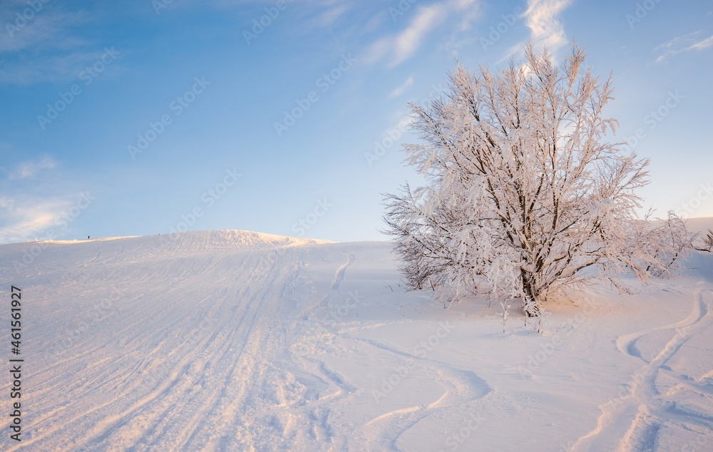 Small fragile tree in mountains covered with hoarfrost Small fragile tree in mountains covered with hoarfrost