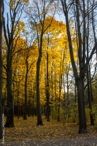 Dark graphic tree trunks against a background of bright yellow foliage on an autumn day in the park and a space for copying