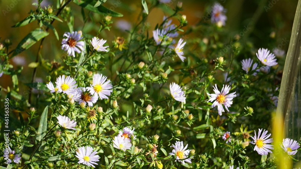 flowers in the meadow flowers in the meadow