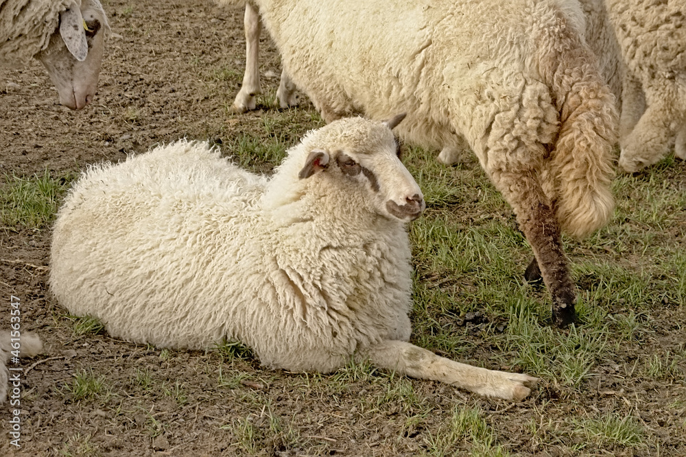 Fototapeta premium Flock of sheep sitting on the ground in Poller Wiesen park in Cologne, Germany. selective focus 