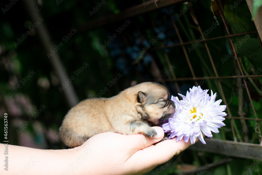 Obraz premium pomeranian spitz puppy with flower