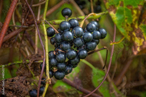 Dark Purple, almost Black, Wild Grapes on the vine in Windsor in Broome County in Upstate NY. Group of Ripe Grapes on a green vine grows wild along the Susquehanna River in Ouaquag.