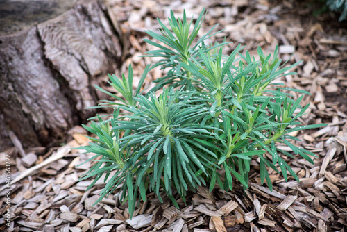 Closeup of euphorbia characia in a public garden