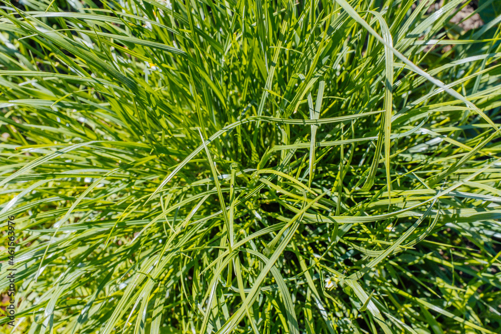Green grass, top view. Natural green grass background for design or project. High quality photo Green grass, top view. Natural green grass background for design or project. High quality photo