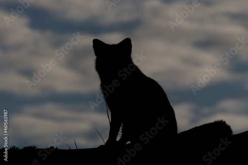 A silhouette of a beautiful red fox during sunset, photographed in the dunes of the Netherlands. © Tim