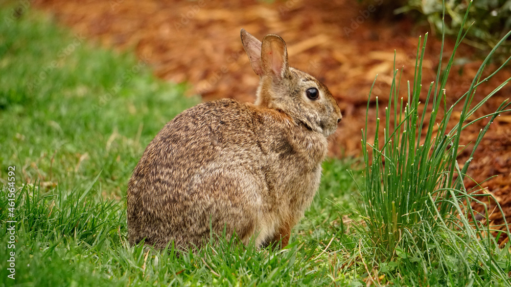 Fototapeta premium rabbit in the grass