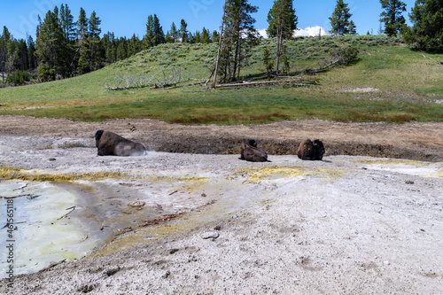 Three bison relaxing and laying by a geothermal hot spring in the Mud Volcano area of Yellowsne National Park