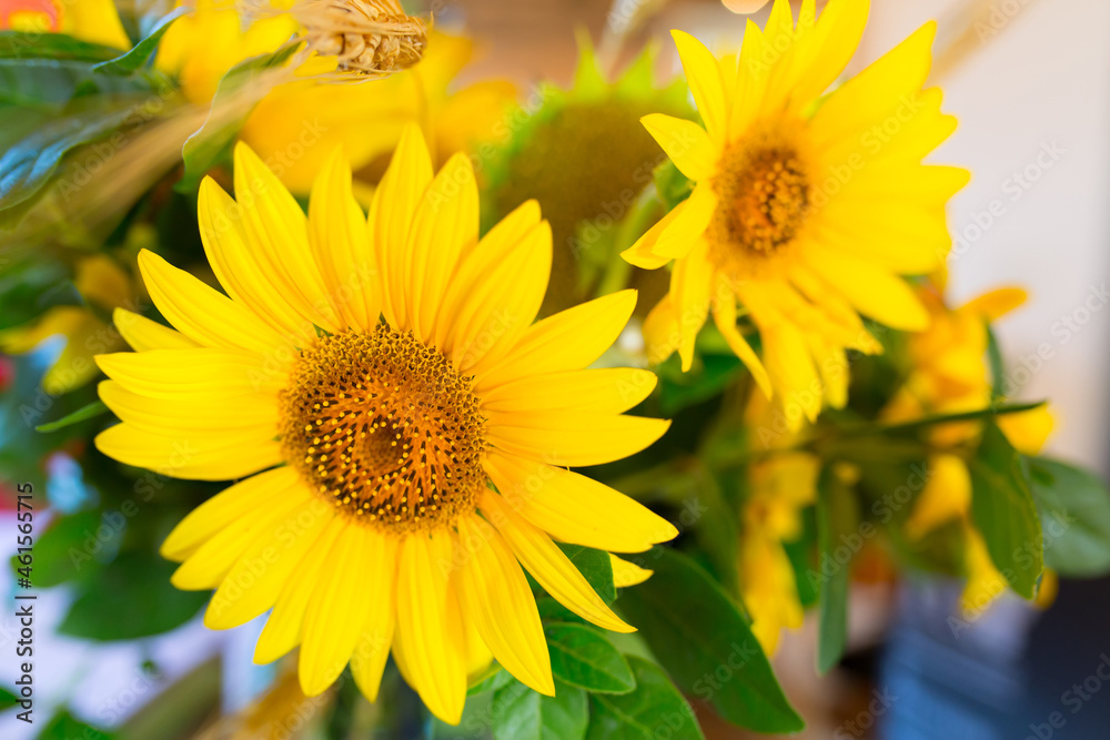 Naklejka premium Sunflower seeds. Sunflower field, growing sunflower oil beautiful landscape of yellow flowers of sunflowers against the blue sky, copy space Agriculture