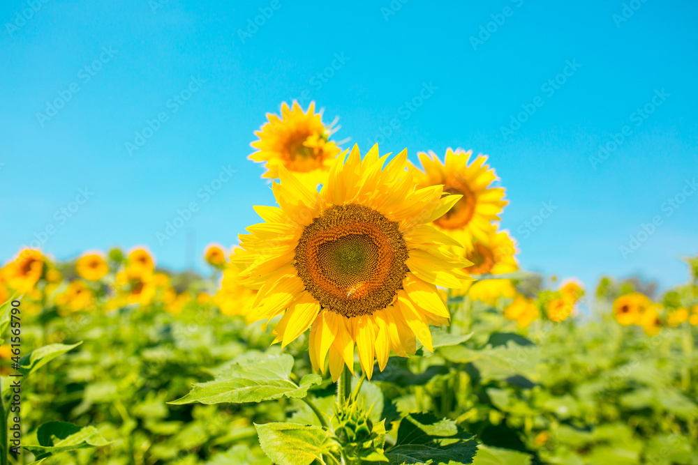 Obraz premium Sunflower seeds. Sunflower field, growing sunflower oil beautiful landscape of yellow flowers of sunflowers against the blue sky, copy space Agriculture
