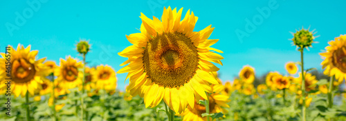 Sunflower seeds. Sunflower field, growing sunflower oil beautiful landscape of yellow flowers of sunflowers against the blue sky, copy space Agriculture