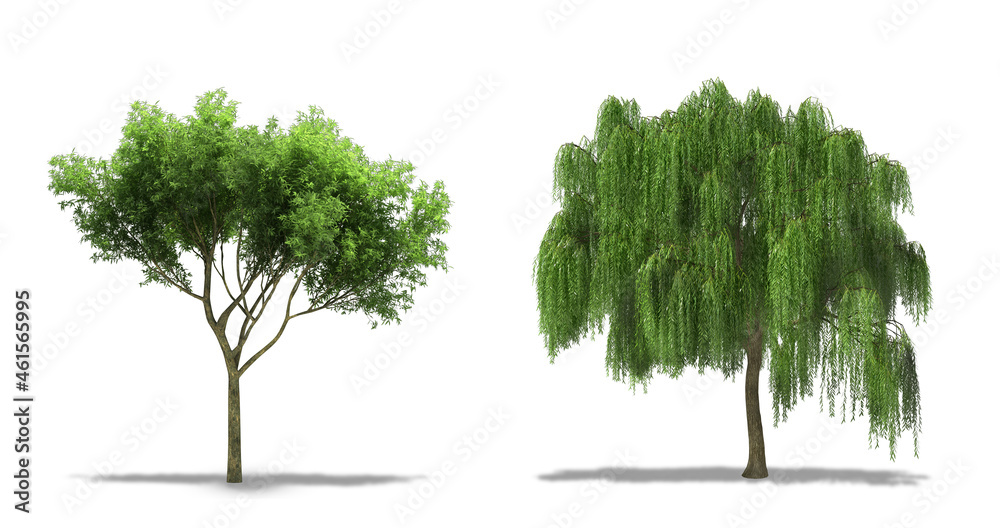Obraz premium Trees (Plant) Isolated on White Background. Willow Tree (Salix) and Weeping Golden Willow (Sallows and Osiers) Plants. High Resolution