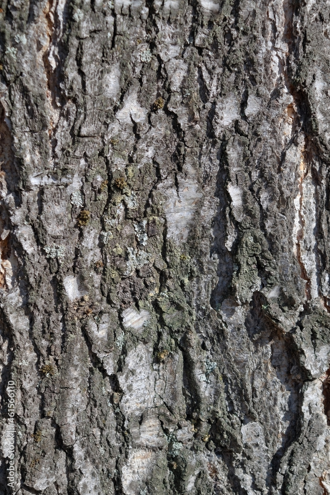 Natural structure of the bark of a pine tree. Pine bark texture. Natural structure of the bark of a pine tree. Pine bark texture.