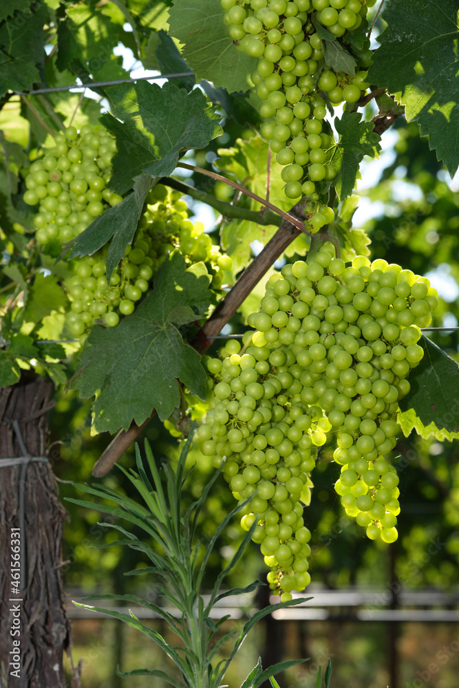 Close-up of white grapes on vines. Vine of grapes on a branch. Light bunch of grapes in the sun. Vineyards in Italy. Grape plantations.