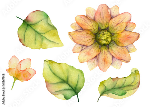 Set of watercolor elements flower  bud and leaves isolated on white background. For creating wonderful compositions  decorating postcards  invitations  business cards and packaging in eco-style.