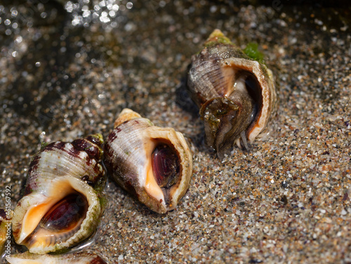 Fotografie Rapana venosa, common name the veined rapa whelk, a marine gastropod mollusc or whelk, in the family Muricidae, the rock shells