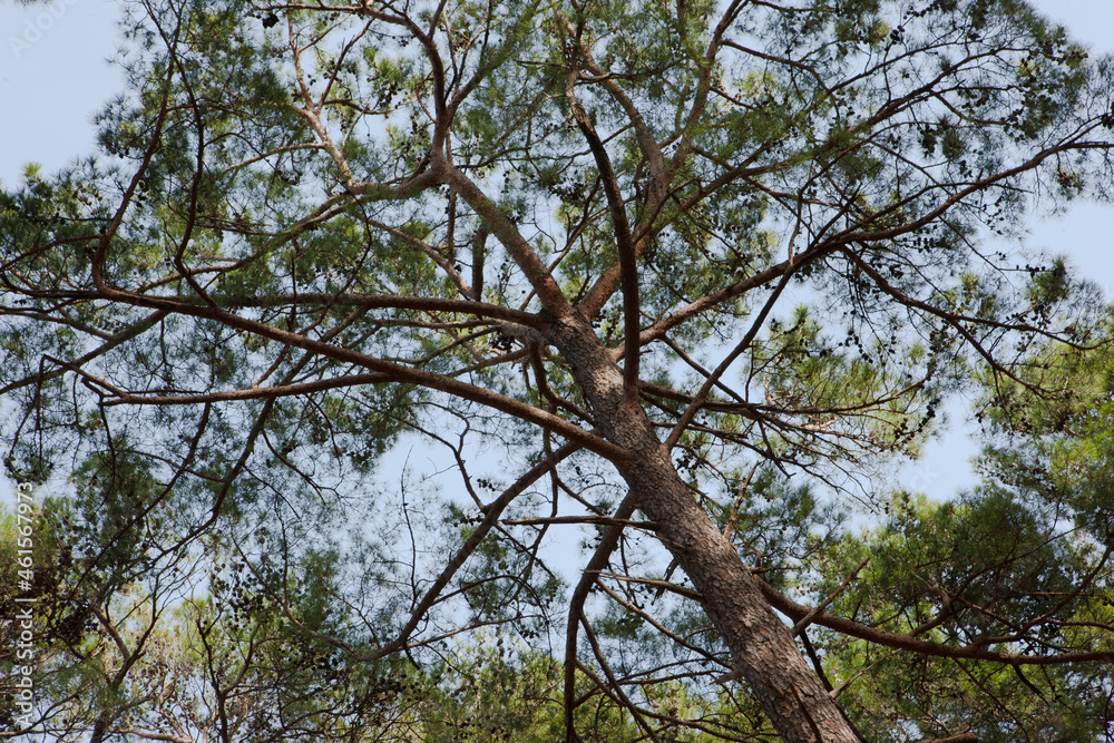 Close-up photo of green pine tree. Beautiful tall pine tree under blue sky. Low angle perspective tree. High quality photo Close-up photo of green pine tree. Beautiful tall pine tree under blue sky. Low angle perspective tree. High quality photo