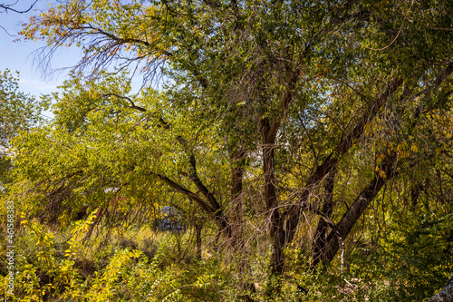 Along the Greenbelt