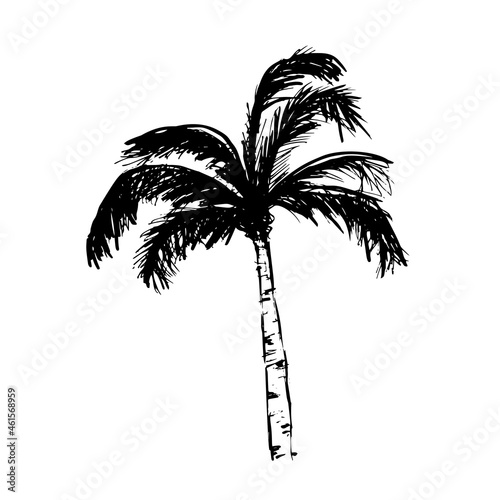 coconut tree hand drawn sketch vector illustration