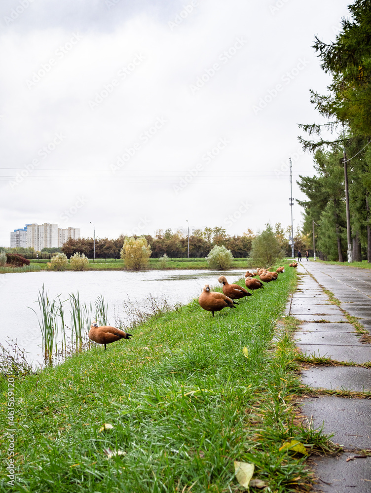 Obraz premium row of red ducks on bank of city pond in rain