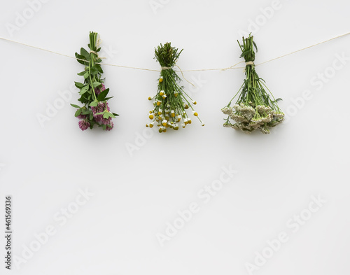 Freshly picked medical herbs hanging on white background