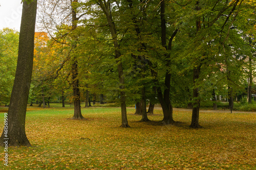 lot of trees growing in the grass in the park in autumn among the falling leaves