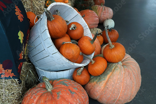 A variety of sized pumpkins in a white bussel barrel photo