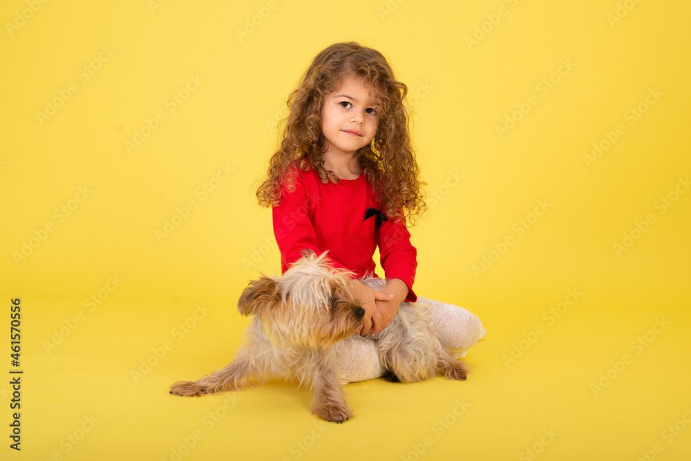 Little girl with a little puppy on a yellow background. Beauty plays with the Yorkie Terrier like a toy. Little girl with a little puppy on a yellow background. Beauty plays with the Yorkie Terrier like a toy.