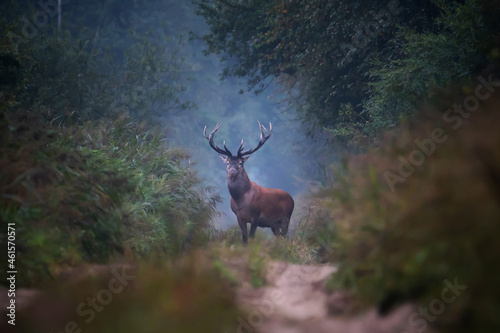 Canvas Print Red deer in forest